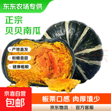 【东东农场】正宗贝贝南瓜新鲜婴儿辅食粉糯香甜蔬菜生鲜 品质中大果 500g