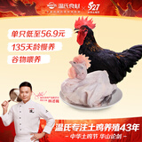 温氏供港黑脚土公鸡净重3.2斤 135天莫氏鸡煲同款食材 冷冻散养土鸡