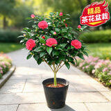 花翁大红赤丹茶花树苗室内盆栽绿植阳台盆景庭院植物年宵花卉源头直发