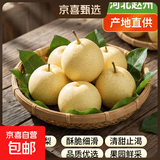 【已售50万斤】河北水晶鸭梨赵州鸭梨产地直发单果160g起 鸭梨带箱4斤（净重3.5斤）