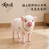 暮秋小主【猪猪侠同款】宠物小香猪活体幼崽家养纯种迷你猪活物可爱萌宠 暹罗粉红猪（公）