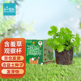 IAM City Farmer含羞草种植盆栽 小学生科学迷你趣味diy盆栽 植物观察窗发芽生长