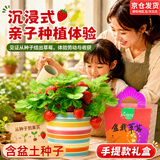 IAM City Farmer草莓DIY趣味种植盆栽可食用种子阳台种植工位种菜桌面绿植10098
