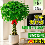 叹为观止大型植物发财树各种大颗盆栽开业乔迁客厅办公室内好养大型花卉 辫子发财树【1.7-1.8米】 含盆
