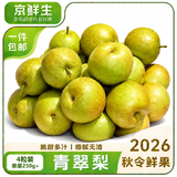 京鲜生安徽砀山青皮青翠蜜梨 4粒装 单果200g+新鲜水果清凉补水源头直发