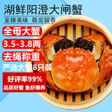 【活蟹】湖鲜阳澄 大闸蟹 去绳足重 全母蟹3.5-3.8两 8只 鲜活超大螃蟹生鲜中秋礼盒装