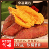 现挖沙地蜜薯红薯新鲜农家糖心番薯烤地瓜软糯批发黄心包邮 沙地蜜薯5斤装 中大果含箱