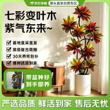 京东绿植【带盆种好】变色木客厅大型绿植室内高级感盆栽乔迁送礼源头直发