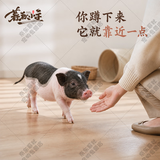 暮秋小主【猪猪侠同款】宠物小香猪活体幼崽家养纯种迷你猪活物可爱萌宠 泰国小香猪幼崽（母）