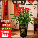 【年销花】鸿运当头大型盆栽绿植凤梨客厅装饰送礼好养办公室招财 【落地款】特级鸿运当头5颗+咖啡色百福树脂盆 下单送肥料