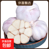 大蒜头出口品质网兜紫蒜蔬菜调料新鲜大果烧烤火锅食材 山东【精品网兜装】净重1.8斤装 925g