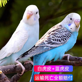 豪蚨虎皮鹦鹉说话小鸟活物观赏鸟宠物牡丹小太阳亲人玄风鹦鹉豪蚨 白+蓝虎皮一对（一公一母）