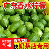 京喜加广东香水柠檬饮品店专供青柠檬果园直供香水柠檬柠香浓郁酸爽多汁 广东香水柠檬【约70g+/粒】净重2斤
