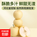 河北水果皇冠梨香甜酥脆多汁特产梨子生鲜 带箱9斤单果150g+净重8.3斤