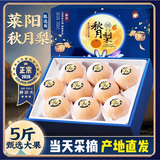三萌果蔬山东秋月梨【闪送-多地隔日达】正宗冰糖脆甜水果中秋节礼盒送礼 9斤精美礼盒【甄选好果-送礼有面】净重8.0斤