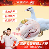 温氏广东甄选番鸭净重4.6斤 端午聚餐 冷冻生鲜鸭肉煲汤姜母鸭慢养