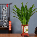 京云梦精品墨兰盆栽兰花富贵花卉兰花苗花客厅桌面植物四方语源头直发