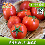 東昇供港大番茄500g 西红柿 酸甜多汁火锅食材 广州蔬菜新鲜配送