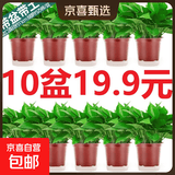 【新人专享】绿萝盆栽室内好养吸甲醛净化空气水培绿植花卉批发 【亏米清】110款红盆储水盆【10盆装】25+株 室内植物