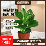 渠道专享大叶金钻绿公主盆栽绿植除甲醛四季常青室内客厅办公摆放 【1盆】金钻+基地原盆 含盆高度15-20厘米
