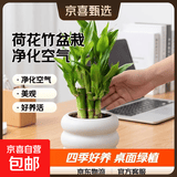 富贵竹盆栽植物室内净化空气绿植荷花竹办公室桌面四季好养小盆栽 荷花竹+小米其盆【1盆】 盆口直径约8cm