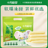 十月稻田 白拇指玉米 1斤(8~12根) 手指小玉米 真空 儿童早餐 西双版纳