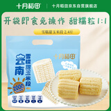 十月稻田 雪糯白玉米段 约10段 2.4斤 开袋即食 甜糯同粒 真空包装