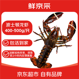 鲜京采 鲜活波士顿龙虾 净重400-500g/只 源头直发 保活到家