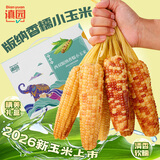 滇园（dianyuan）云南西双版纳香糯小玉米礼盒装3斤 大号拇指玉米 0添加 粗粮代餐