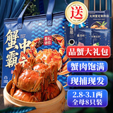 【活蟹】蟹宗现货鲜活大闸蟹全母2.8-3.1两8只生鲜螃蟹海鲜水产中秋节礼品礼盒节日送礼