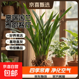 特级浓香型企黑兰花国兰客厅四季好养盆栽绿植物国花高端送礼物 高度40cm冠幅15cm特级精品兰花 8-12苗+仿紫砂盆+底座发货
