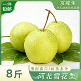 京鲜生河北雪花梨 净重8斤 单果250g+ 生鲜水果 源头直发 包邮