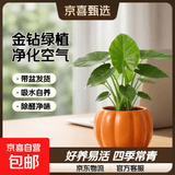 特价大叶金钻绿公主盆栽植物除甲醛绿植办公室四季常青室内摆放2 【1盆】金钻+橙南瓜吸水盆 含盆高度15-20厘米