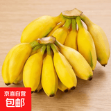 广西小米蕉当季新鲜应季水果日日鲜香甜小香蕉芭蕉孕妇水果整箱 净重3斤 酸甜口的小香蕉