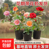 小苗月季花苗玫瑰果汁阳台开花绿植室内盆栽多季好养花卉爬藤藤本 真宙【重瓣大花浓香】灌木