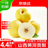 京地达山西黄河贡梨 净重4.4斤 单果250g+ 新鲜水果 源头直发包邮