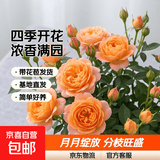 果汁阳台月季花苗四季开花卉盆栽绿植物室内花易活玫瑰带花苞庭院 果汁阳台【大花浓香，月月开分枝多】 【带花苞】【盆口径15cm】原盆冠25高35