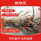 鲜京采越南小青龙 龙虾 净重300-400g/只 新鲜到家 源头直发