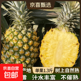 广东香水菠萝新鲜水果徐闻菠萝当季孕妇菠萝非凤梨整箱包邮 1粒装 单果1.3-1.5斤