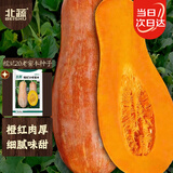 北蔬 南瓜种子苗甜糯板栗味老品种杂交蔬菜种籽 糯妃20老蜜本种子20粒