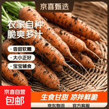 河南新鲜胡萝卜当季农家自种萝卜脆爽多汁水果蔬菜胡萝卜素直播 新鲜胡萝卜 9斤 净重 100g起/支