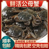 【活蟹】网兜蟹鲜活小螃蟹六月黄河蟹净重足重淡水公母大闸蟹生鲜 五元蟹[0.8-1.1两]10只+2只备损