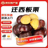 迁西板栗2026年新鲜生板栗大颗粒特选栗子新鲜例子甜栗子河北唐山特产 老树大果 净重 5斤 （约45粒/斤）