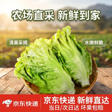 京鲜生云南意大利生菜净重5斤清甜脆嫩爽口新鲜采摘源头直发