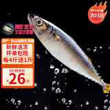 时寐东山岛海捕巴浪鱼 深海鱼海鲜 行走的氨基酸 东山岛直发 聚餐食材 2斤6-10条