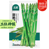 北蔬 绿芦笋种子种苗四季多年生蔬菜种籽 北蔬甜脆绿芦笋种子100粒
