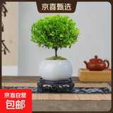 【限时秒杀】小叶赤楠盆景植物办公花卉基地直销批发绿植盆栽室内 赤楠+冰裂纹盆+苔藓+底座