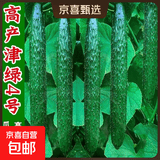 【亏本冲量】津研四号黄瓜种子绿瓤心水果四季阳台盆栽高产蔬菜种 精研四号种子 5包约250粒