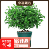 驱蚊虫清香胡椒木盆栽防蚊室内绿植外四季好养净化空气 清香木 （2年苗）15-20cm营养袋+肥料