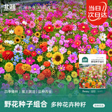 北蔬花种子四季耐寒室外庭院野花海花籽 野花种子组合10g(大于1000粒)